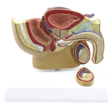 ANATOMY19 (12457) Desktop Modelo Masculino Pequeno Pelvis Mid-sagital Seção com Próstata para Médico Presente